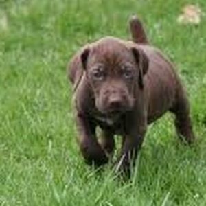 Meet your Posher, Avery